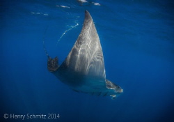 Had a chance to view this manta while freediving with wha... by Henry Schmitz 